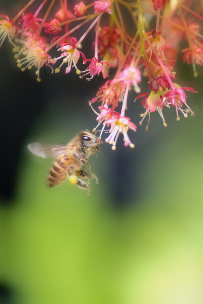 モミジ花と蜜蜂さん、PS仕上げ
