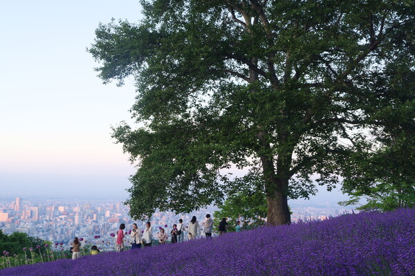 眼下に札幌の街並み