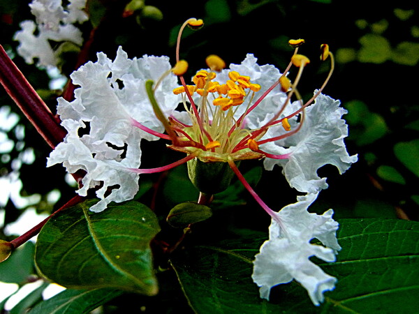 百日紅の白い花