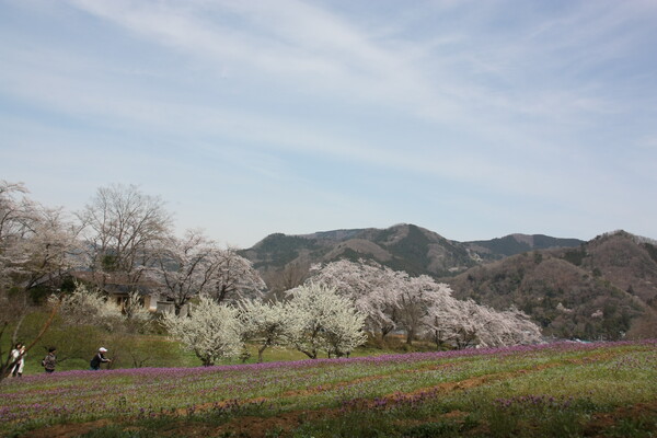 桜とホトケノザ