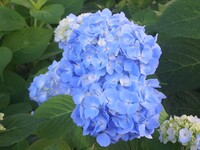 ブルー紫陽花2