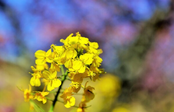 河津の菜の花