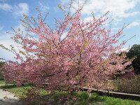 昭和記念公園の河津桜