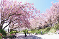 八重桜の公園