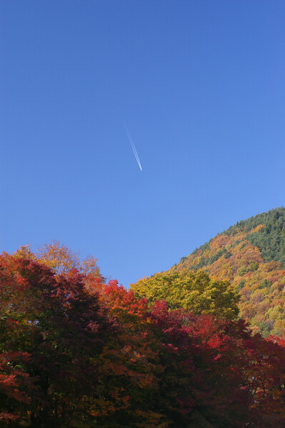 紅葉と飛行機雲