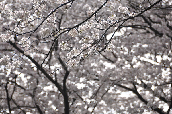 【桜】それぞれの花弁