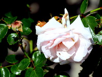 白いバラの花UP