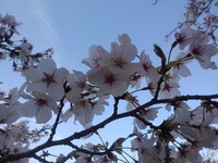 桜の花よ、今年も有難う!!