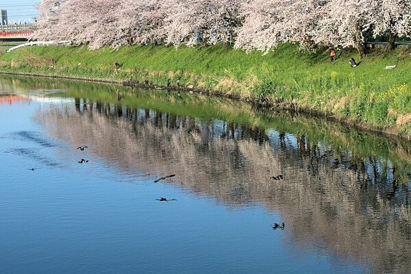 【桜】河鵜と桜
