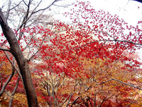 ◆紅葉スケッチ-59 神代植物公園⑲