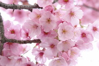 桃色桜の想い