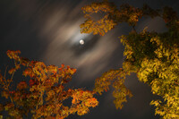 【木】月と眺める紅葉