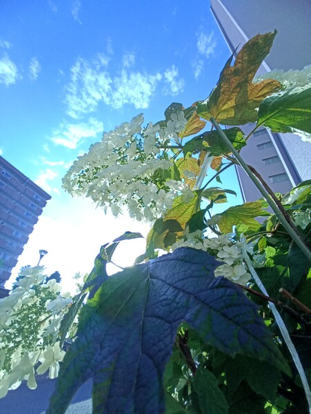 花が重くて