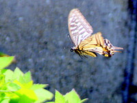 アゲハ蝶の飛翔