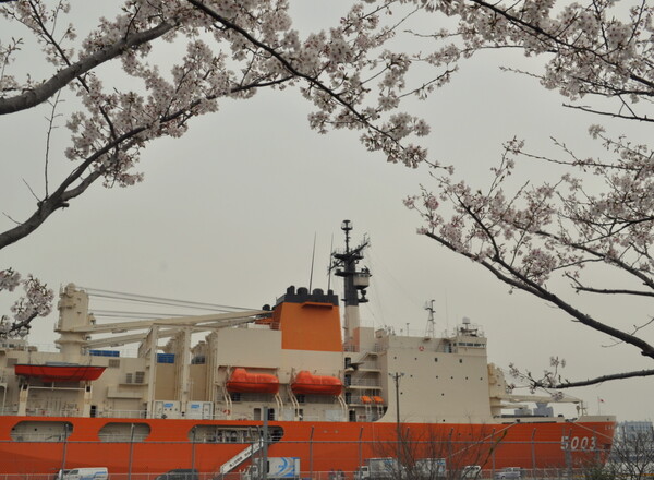 【桜】桜と南極観測船しらせ