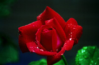 望遠マクロで赤いバラ