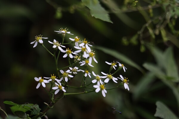 白山菊