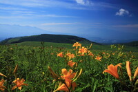 開花する・夏