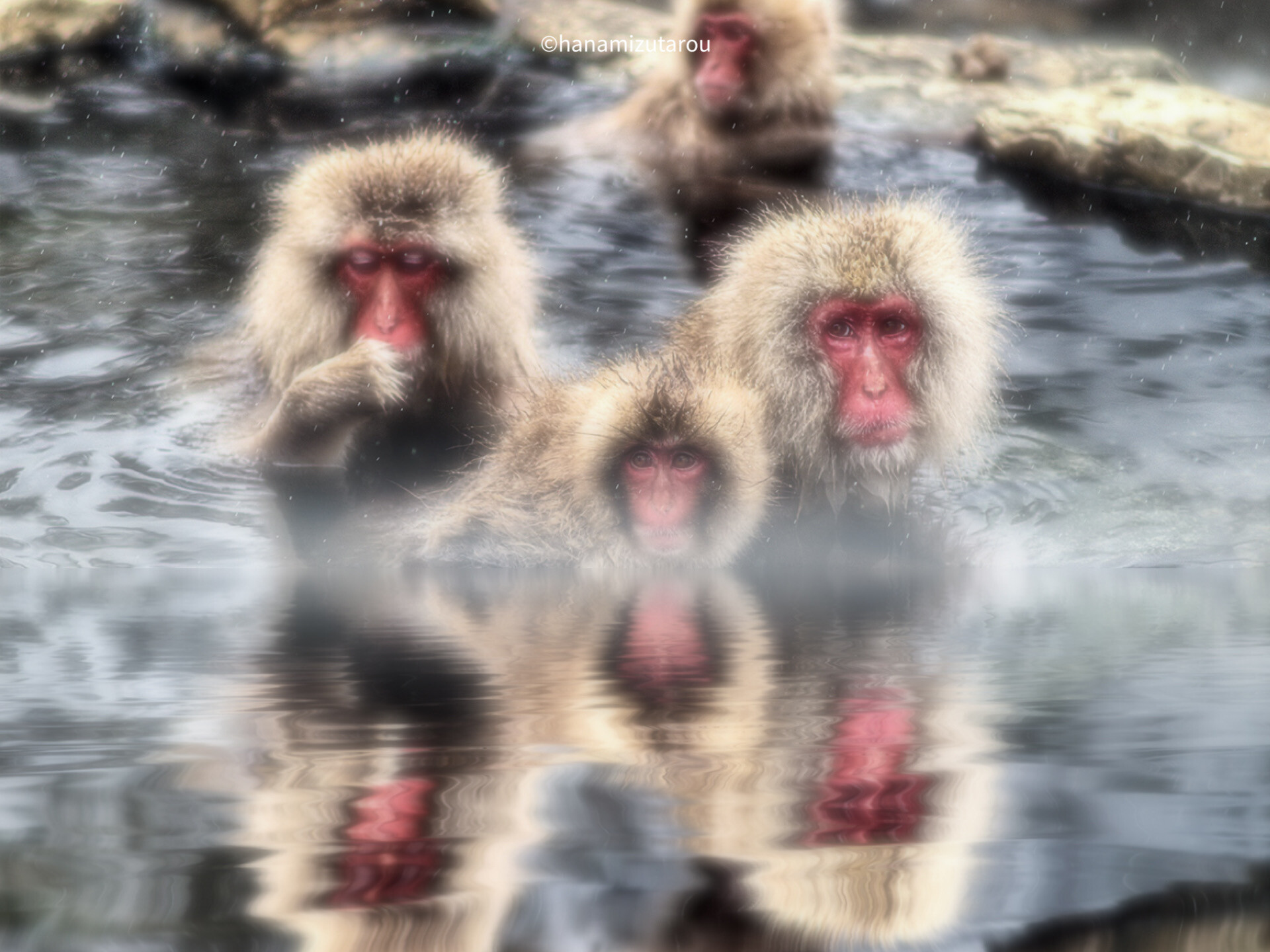 Hot spring Japanese monkey