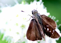 セセリ蝶のUP