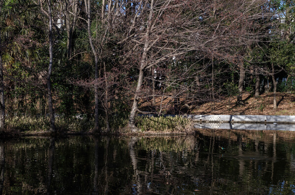 カワセミが住む池