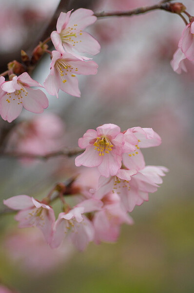 早咲きの桜２