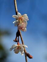 １月１２日の桜