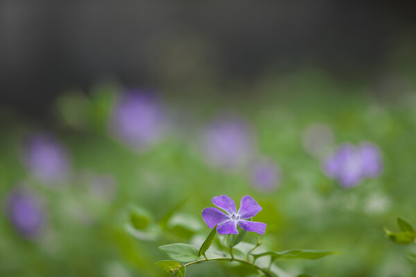 紫つる草