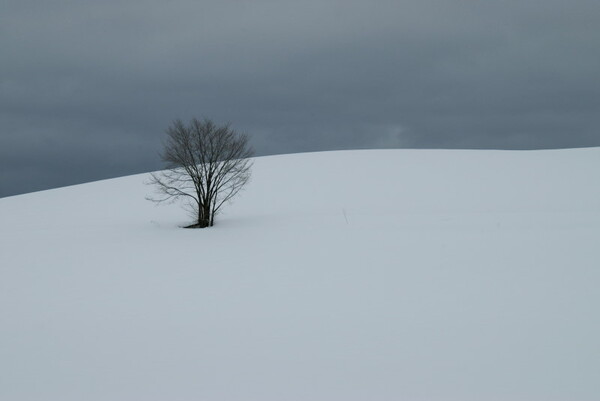 孤愁の木と暗鬱な空