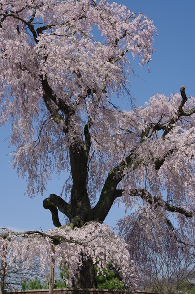 【桜】艶っぽい立ち姿
