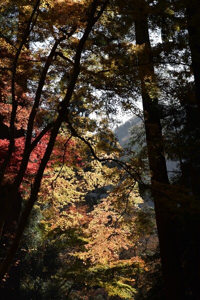 紅葉の見納め