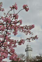 勝浦灯台と桜