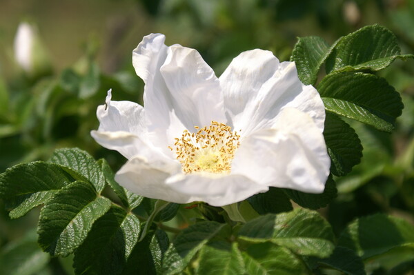 白いバラ　Ⅱ