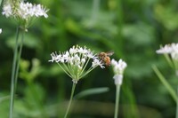 線路っ傍にてⅡ　ニラにミツバチ