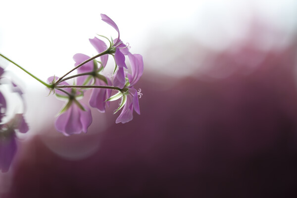 紫香