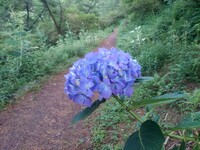 手前のアジサイの花と奥の歩道
