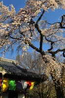 【おだやかに・・・春】桜