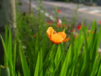 芥子の花・・