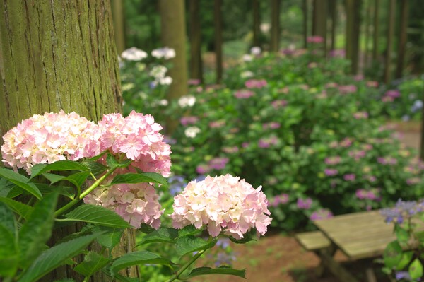 桃色紫陽花・・・