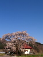 いつもの寺と桜