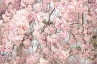 今満開の枝垂れ桜。