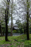 散り行く山桜