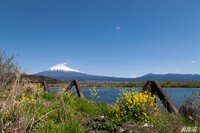 【花のある風景】富士川西岸