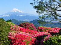 ツツジと富士の御山