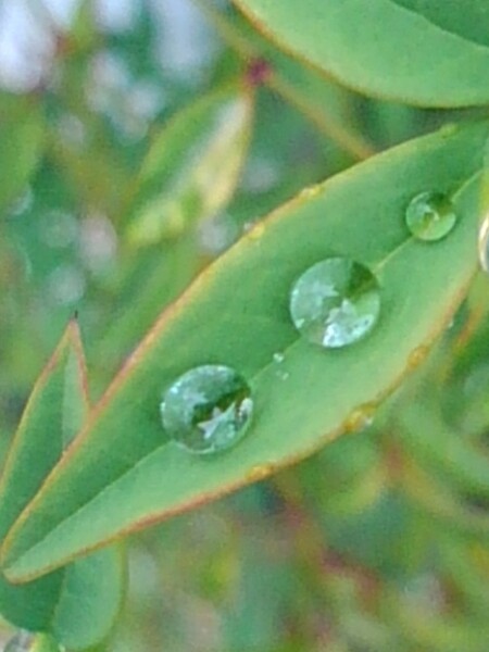 小さな葉についた雨の雫