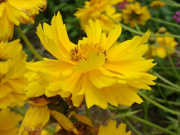 黄色い花-オオキンゲイギク
