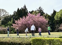 ゲートボール風景