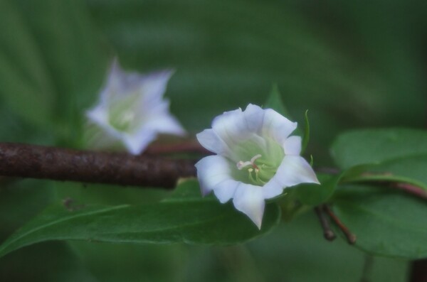スチールメッシュの白い花。