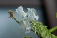 シラフジが開花しました。