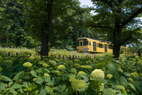 紫陽花と黄色い電車